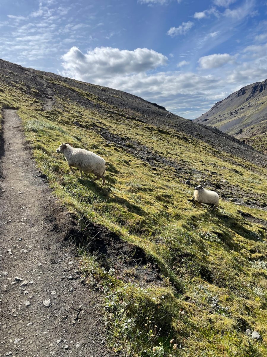 The waterfall was located in the highlands requiring a short drive on a rough, gravel road. The hike took us about two hours, during that time we encountered breath taking views and, on the way back we encountered the sheep on the path on their way up. 