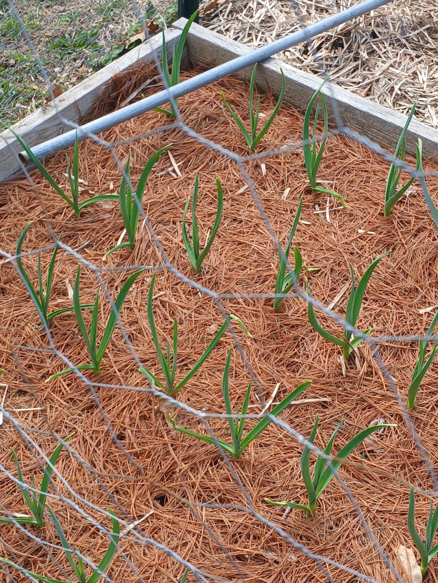Spring Has Sprung on CT State Manchester's Trail and Community Garden