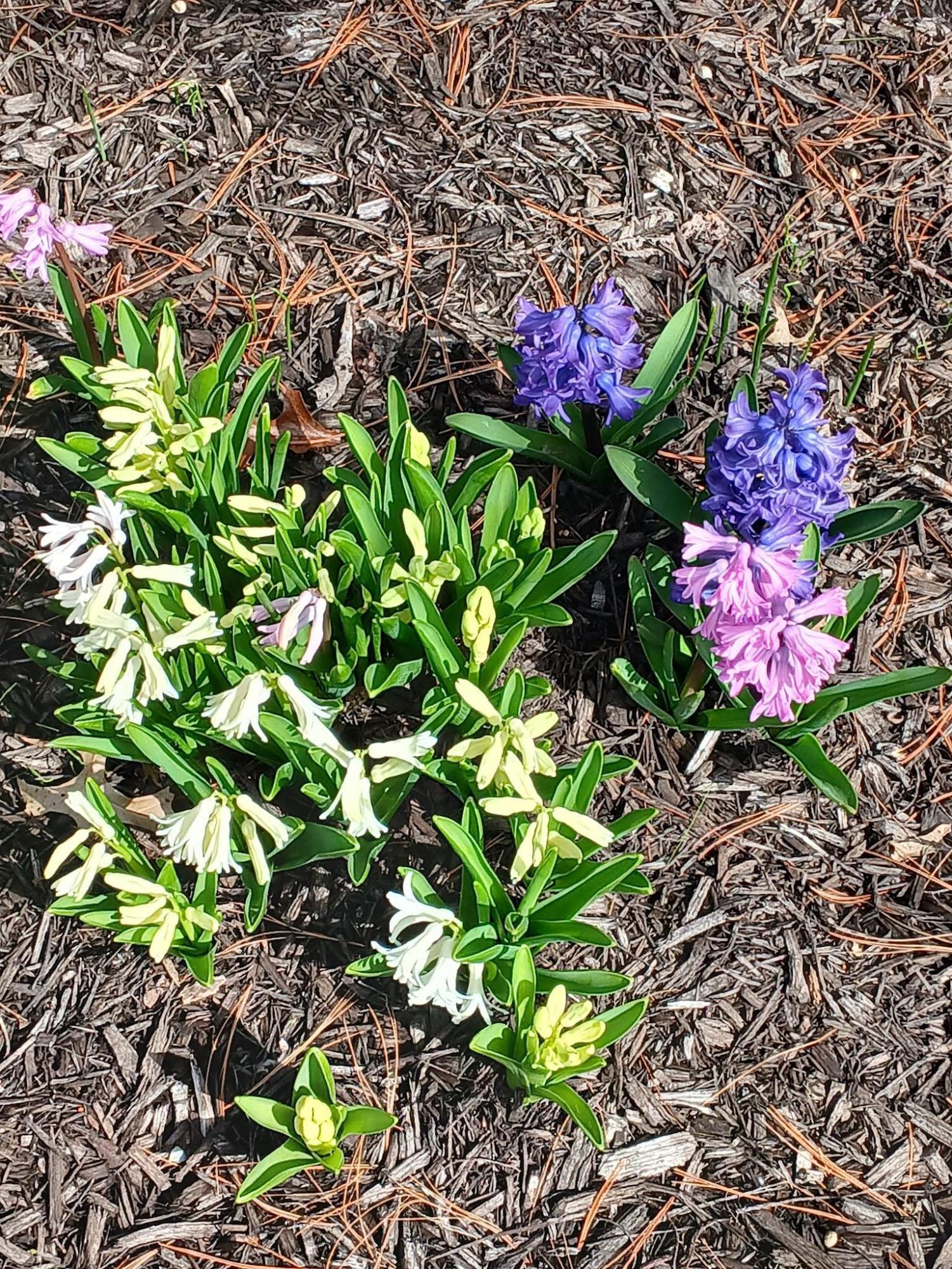 Spring Has Sprung on CT State Manchester's Trail and Community Garden