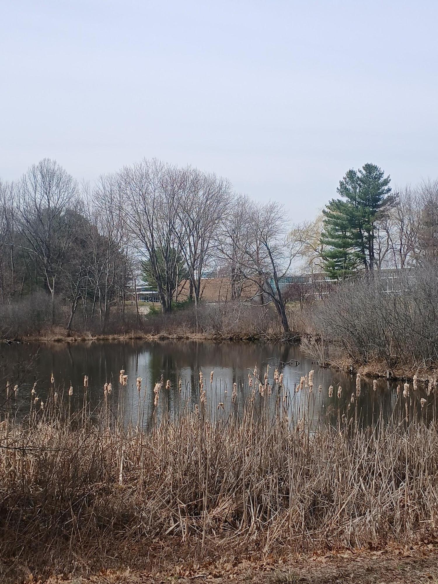Spring Has Sprung on CT State Manchester's Trail and Community Garden